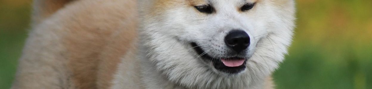 Prezentacja rasy: Akita Inu - wierny samuraj